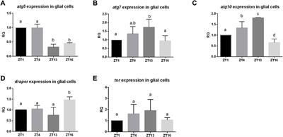 Glia-Neurons Cross-Talk Regulated Through Autophagy